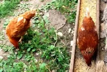 Як підвищити несучість у курей несучок курей
