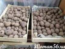 засаждане картофи