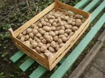 Як садити картоплю картоплю