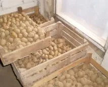 Як садити картоплю садити