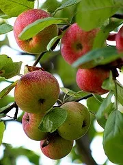 реколтата реколтата