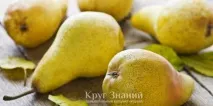 Як зберігати груші - Коло знань зберігати