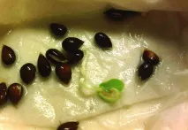 отгледаме дърво