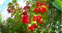 Калина для обличчя рецепти косметичних лосьйонів та масок з плодів калини рецепти