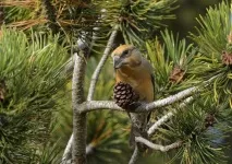 loxia crossbill