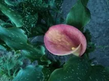 Калли, вирощування та догляд, Все про квіти та корисні рослини квіти