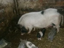кармал прасе