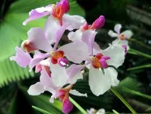 Cattleya хибрид