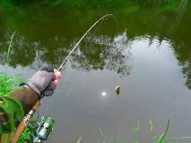 рибу