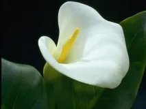 Калла гібридна - опис, розмноження, догляд, посадка, фото, застосування в саду, сорти та види калла