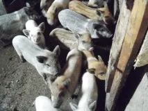 свиня