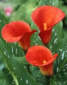 Калла гібридна - опис, розмноження, догляд, посадка, фото, застосування в саду, сорти та види гібридна