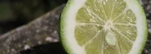 вкус устата