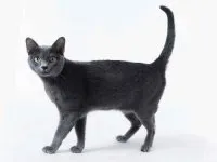 снимка котка
