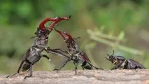Король дібров дібров
