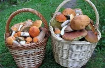 Культивування мікоризних грибів мікоризних