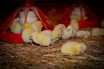 Годування курчат у перші дні життя поради початківцям годування