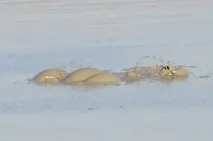 Кримська долина гейзерів кримська