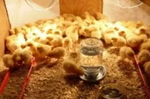 Годування курчат у перші дні життя поради початківцям курчат