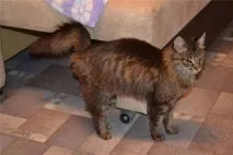 котката котката