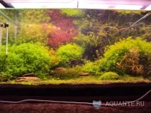 аквариумни растения Rotala indica