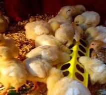 Годування курчат у перші дні життя поради початківцям курчат