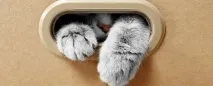 бъде може