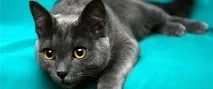 котки