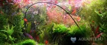въглероден диоксид въглероден диоксид