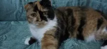 приятел кървене