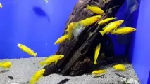 Лампрологус апельсиновий лелеупі зміст, фото-відео огляд лампрологус