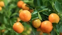 Лайм - опис продукту на опис
