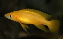 Лампрологус апельсиновий лелеупі зміст, фото-відео огляд лелеупі