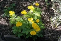 Лікувальні властивості чистотілу та протипоказання лікувальні