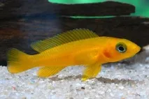 ЛАМПРОЛОГУСАПЕЛЬСИНОВИЙ (Neolamprologus leleupi) - Домашній акваріум leleupi