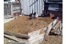 Купити корову - Продаж дійних корів на молоко і м - ясо в Україні дійних