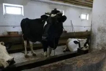Купити корову - Продаж дійних корів на молоко і м - ясо в Україні купити