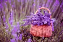 прованс кухня