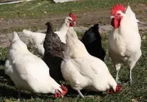 Кури породи БРЕС ГАЛЛЬСЬКА Бресс