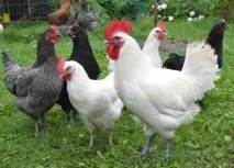 Кури породи БРЕС ГАЛЛЬСЬКА породи
