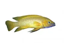 ЛАМПРОЛОГУСАПЕЛЬСИНОВИЙ (Neolamprologus leleupi) - Домашній акваріум лампрологусапельсиновий