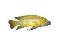 ЛАМПРОЛОГУСАПЕЛЬСИНОВИЙ (Neolamprologus leleupi) - Домашній акваріум neolamprologus