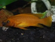 ЛАМПРОЛОГУСАПЕЛЬСИНОВИЙ (Neolamprologus leleupi) - Домашній акваріум leleupi