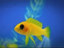 ЛАМПРОЛОГУСАПЕЛЬСИНОВИЙ (Neolamprologus leleupi) - Домашній акваріум neolamprologus