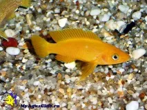 оранжев neolamprologus