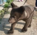 част част
