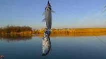 Лов тарані на вудку тарань