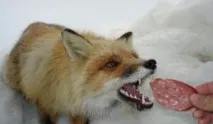 можеше можеше
