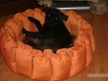 Лежанка для Вашого улюбленця улюбленця