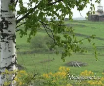 Магія берези берези